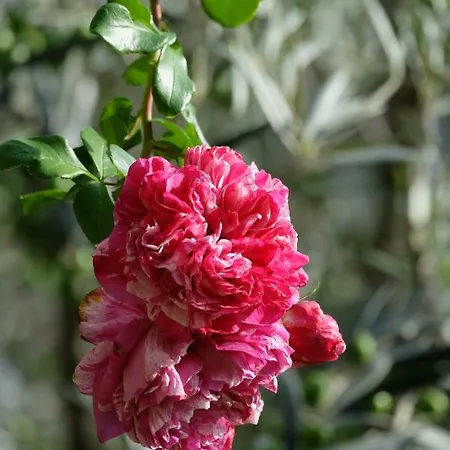 Coup De Coeur Bed & Breakfast